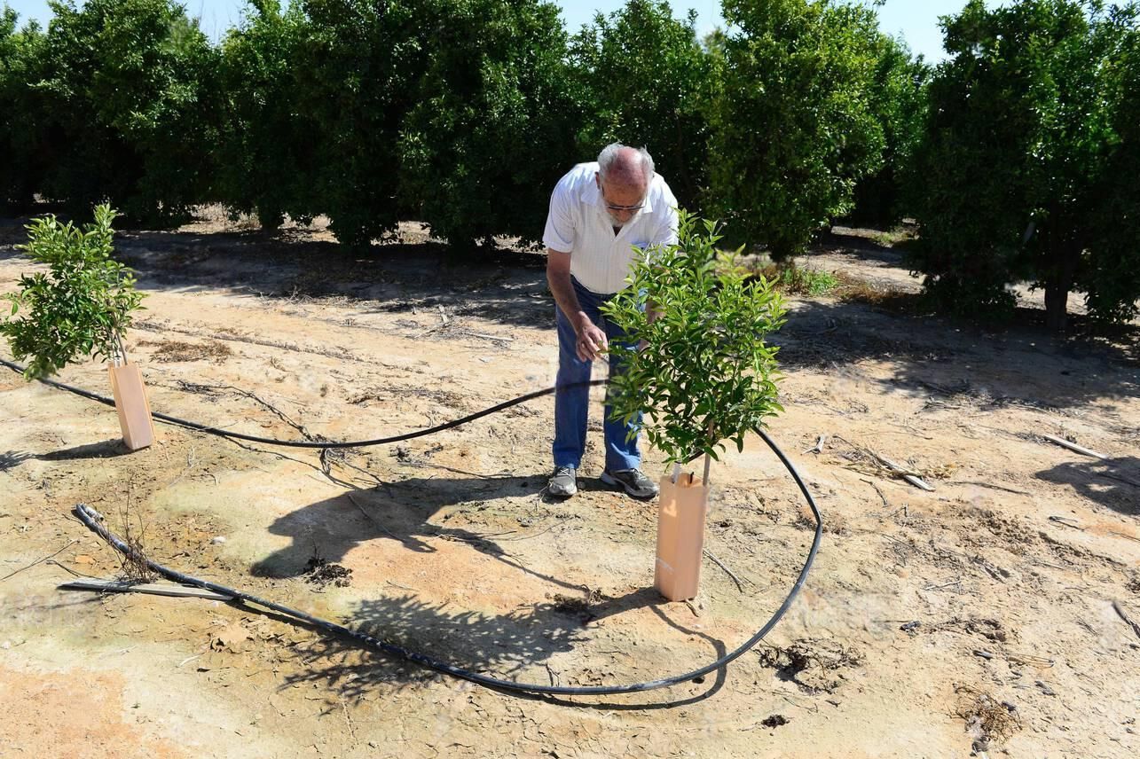 drip irrigation system which uses recycled purified sewage water and stored rain water drip irrigation system which uses recycled purified sewage water and stored rain water