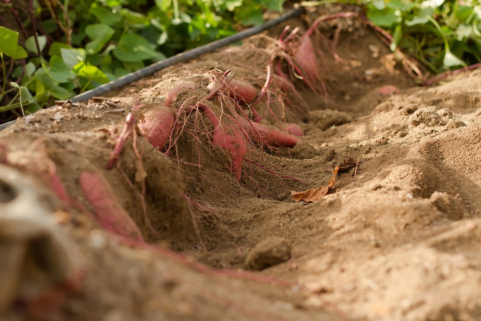 irrigation pipe 32 sweet potato irrigation pipe 32 sweet potato